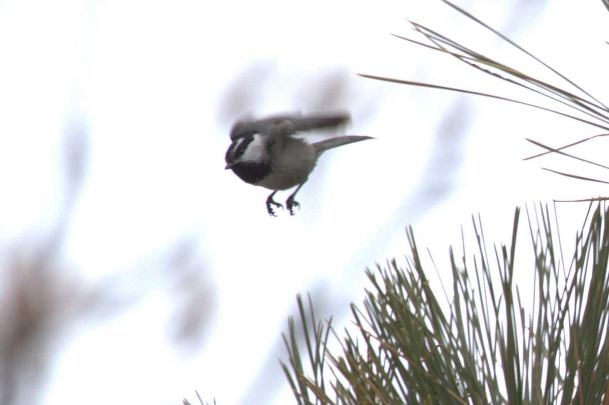 Mountain Chickadee - ML623904752