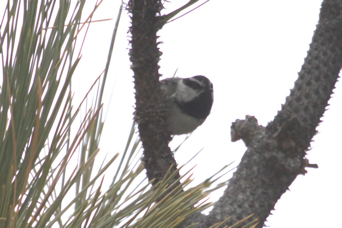 Mountain Chickadee - ML623904753