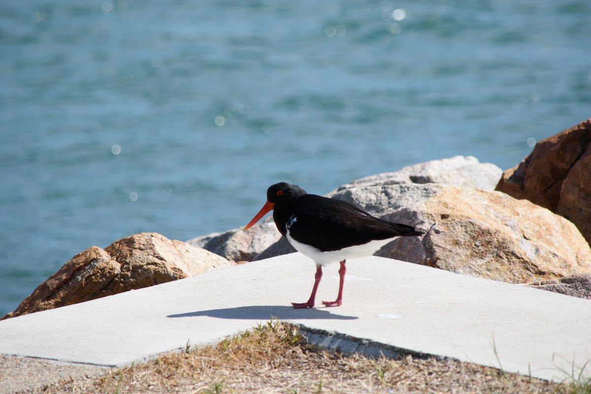 Pied Oystercatcher - Tod Spencer