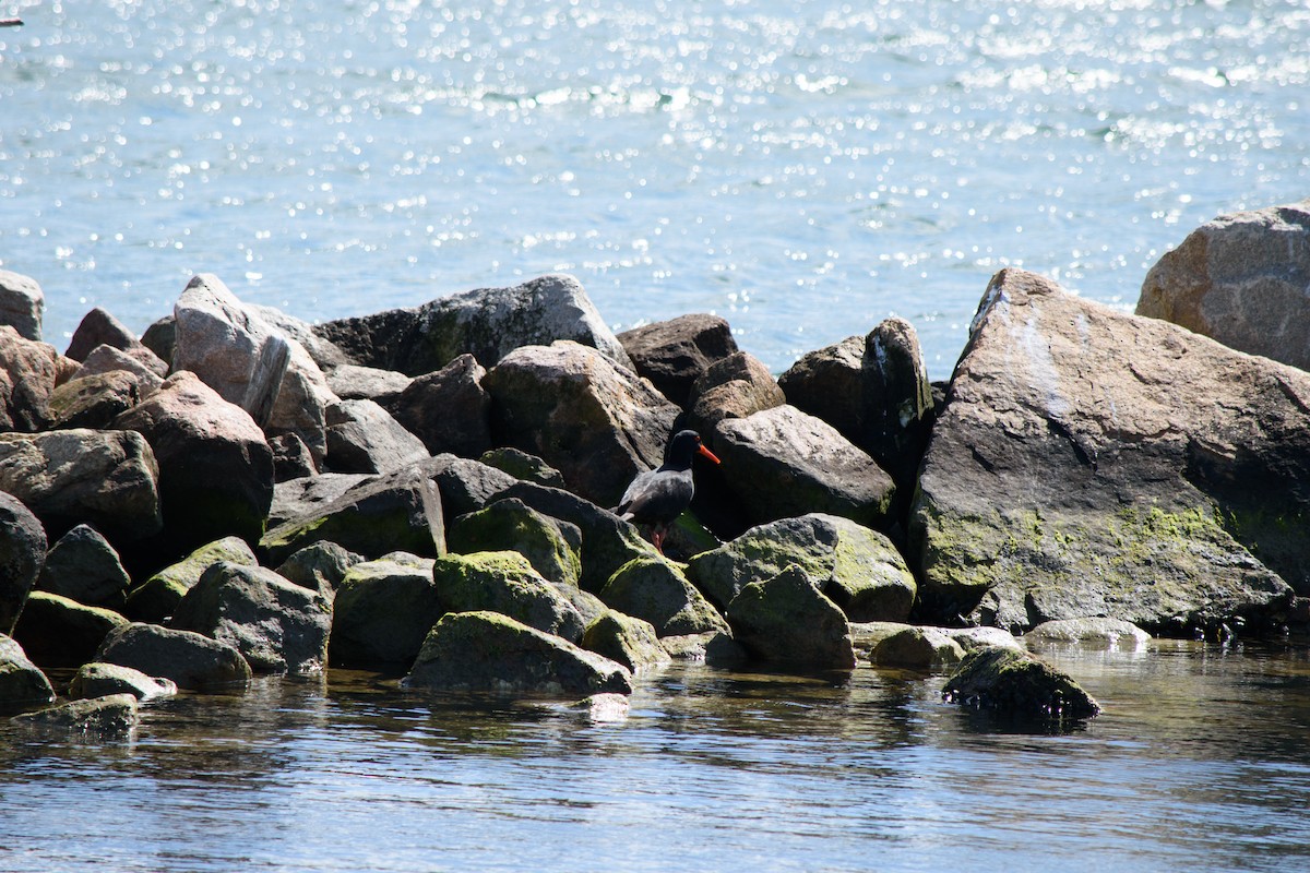 Sooty Oystercatcher - ML623904755