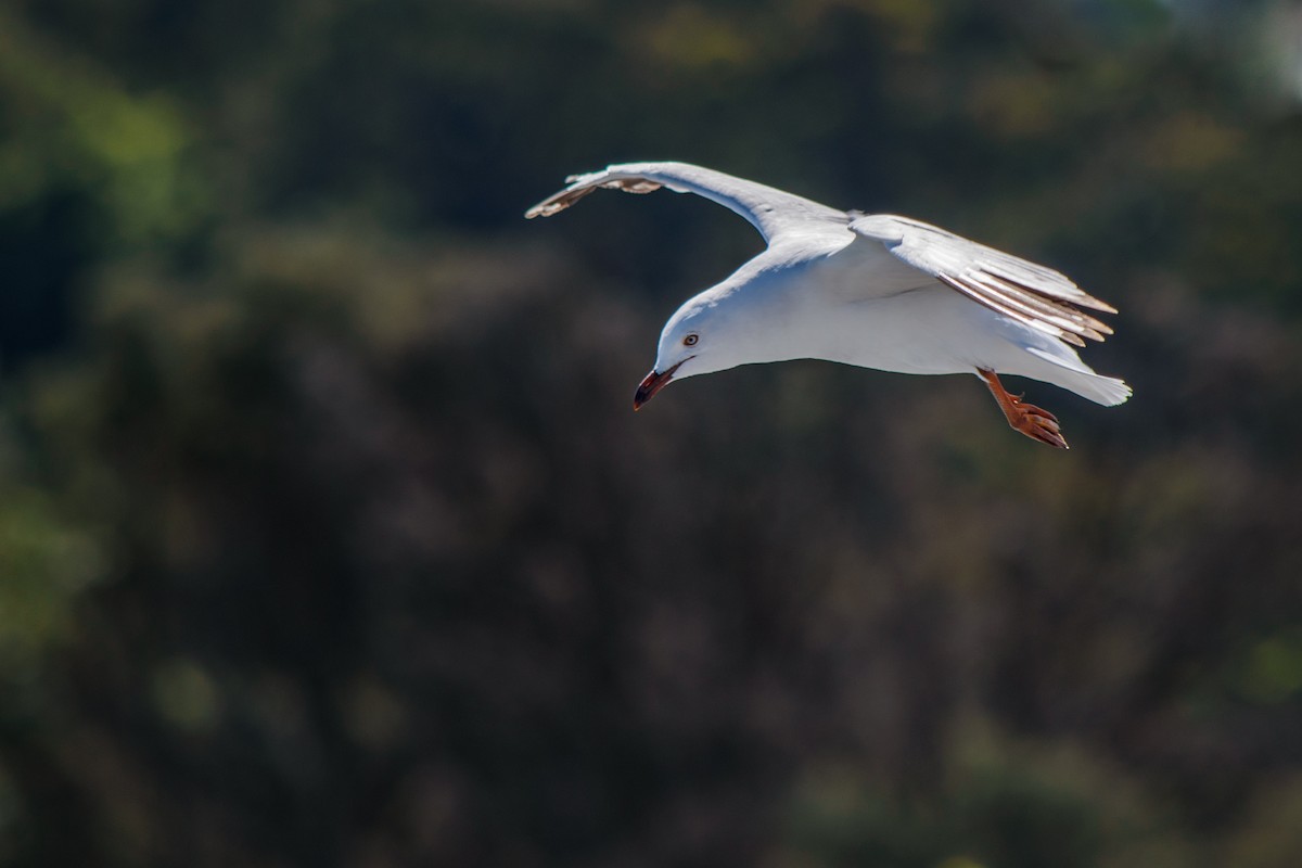 Gaviota Plateada - ML623904757