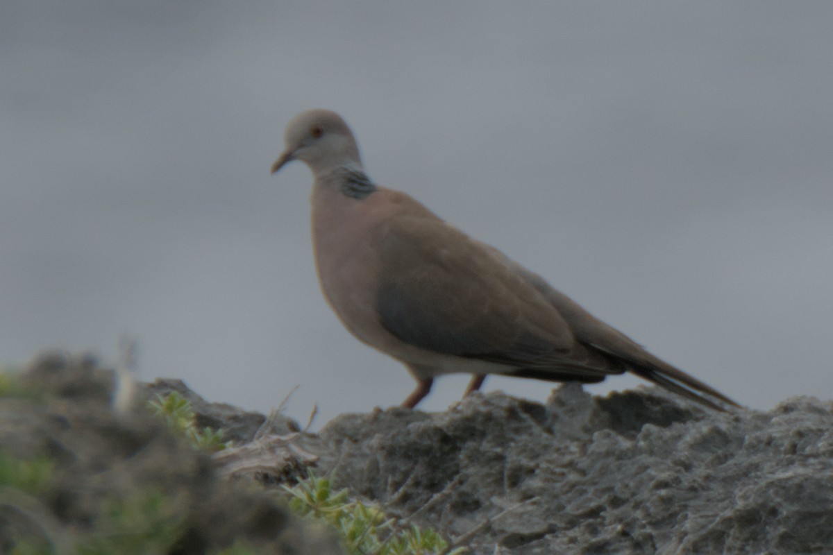 Philippine Collared-Dove - ML623904765