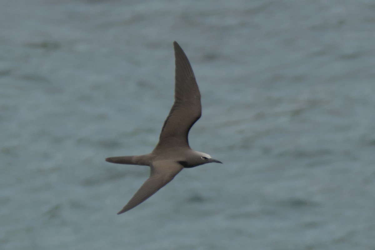 Brown Noddy - ML623904767