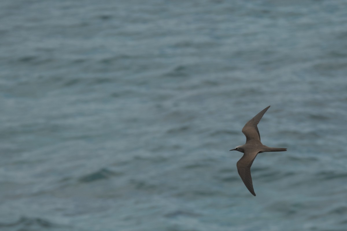 Brown Noddy - ML623904768