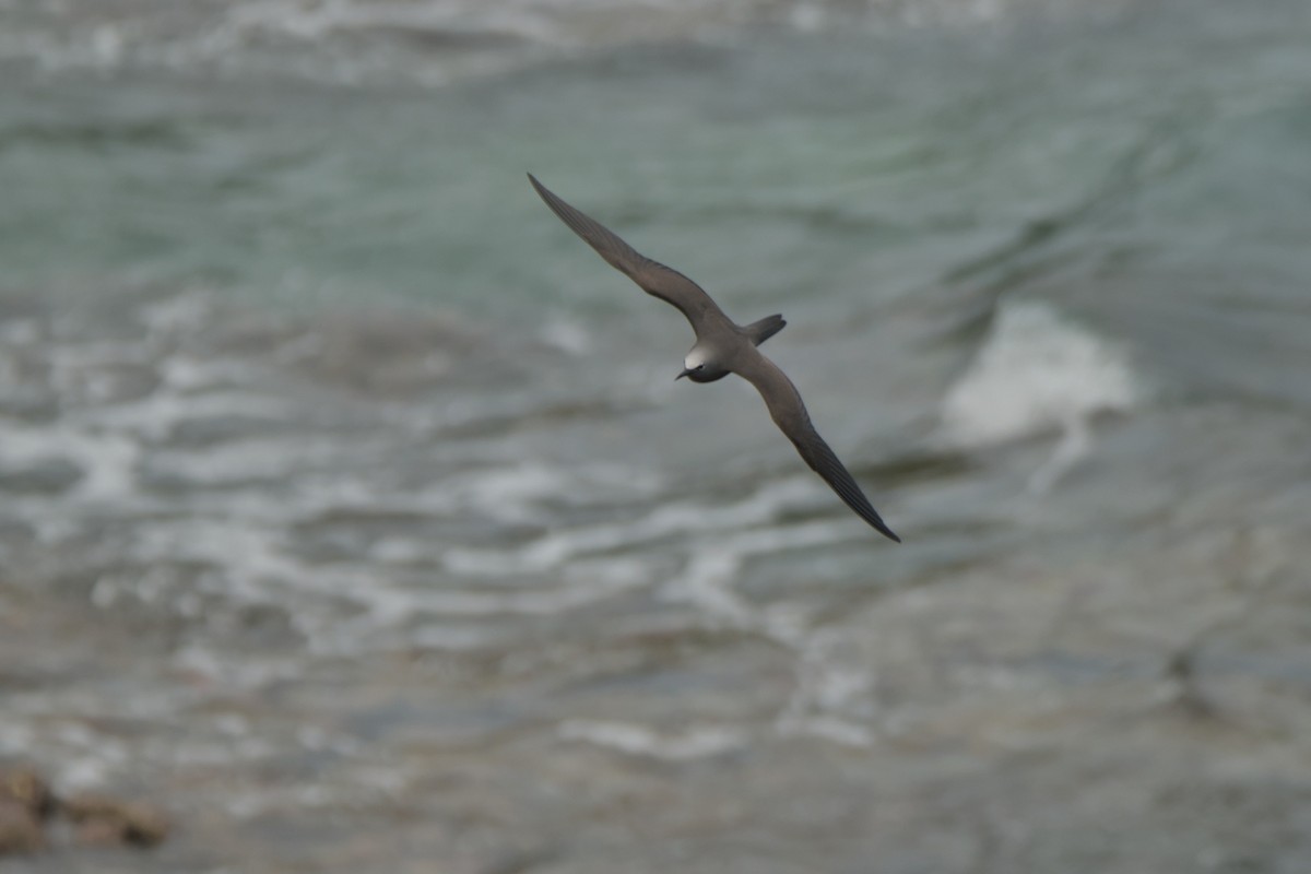 Brown Noddy - ML623904769