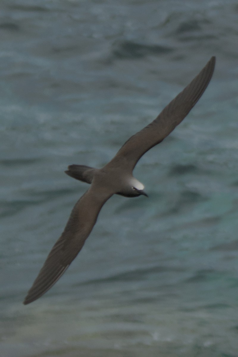 Brown Noddy - ML623904770