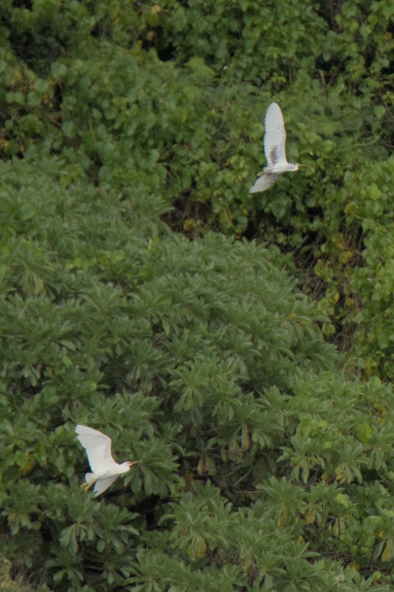 Pacific Reef-Heron - ML623904771