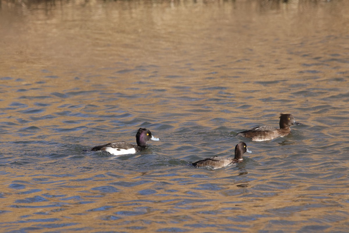 Tufted Duck - ML623904783