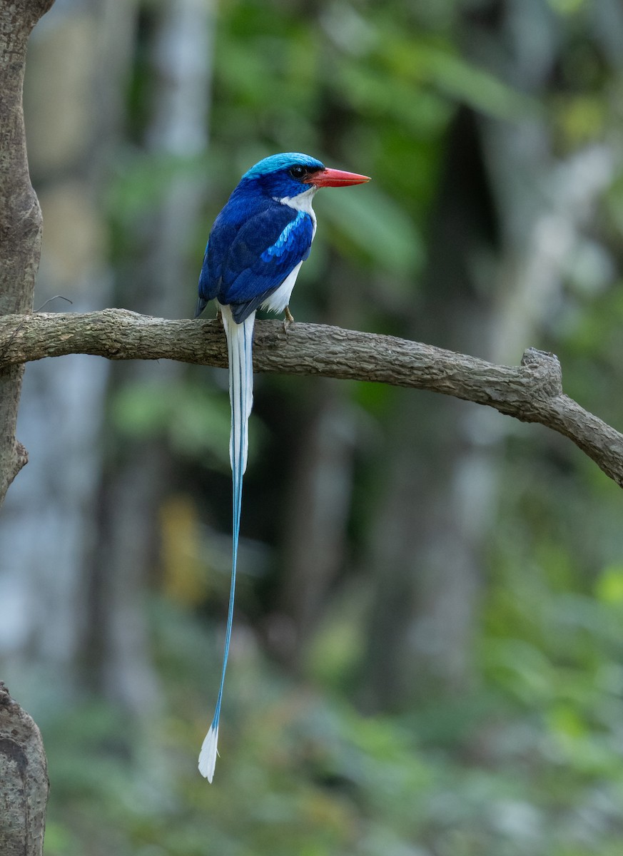 Common Paradise-Kingfisher - ML623904785