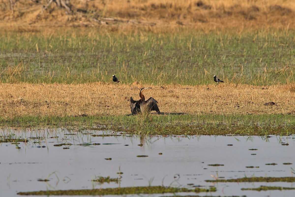 Anhinga d'Afrique - ML623904803