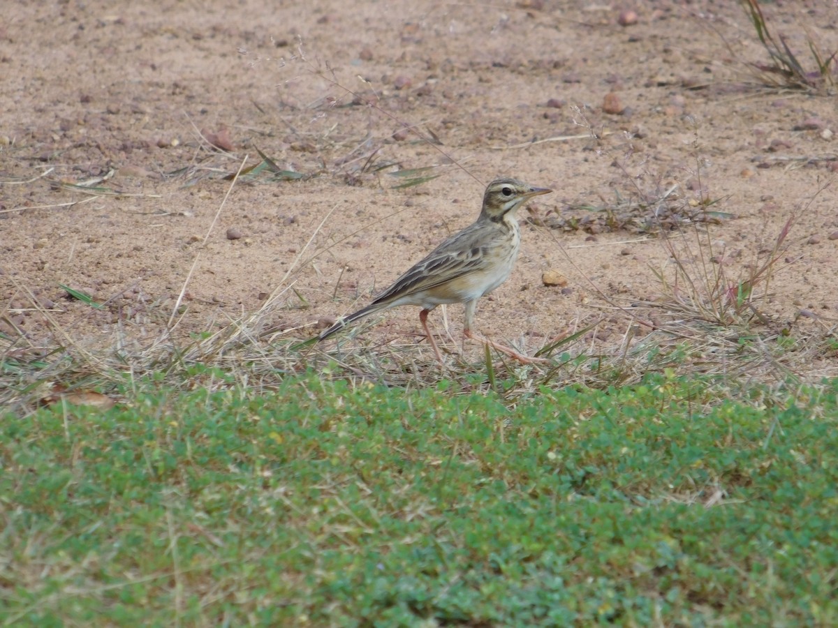 Paddyfield Pipit - Chathura De Silva