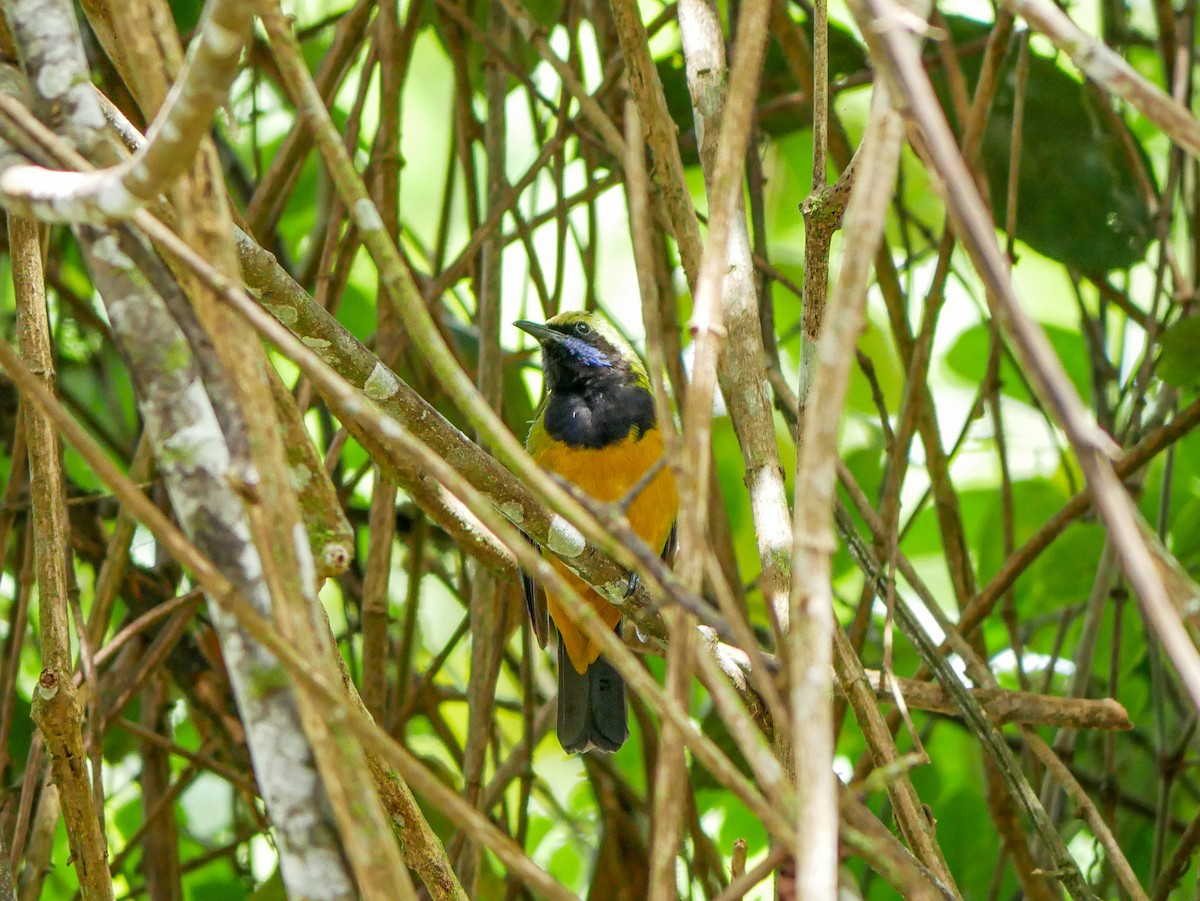 Orange-bellied Leafbird - Ming T