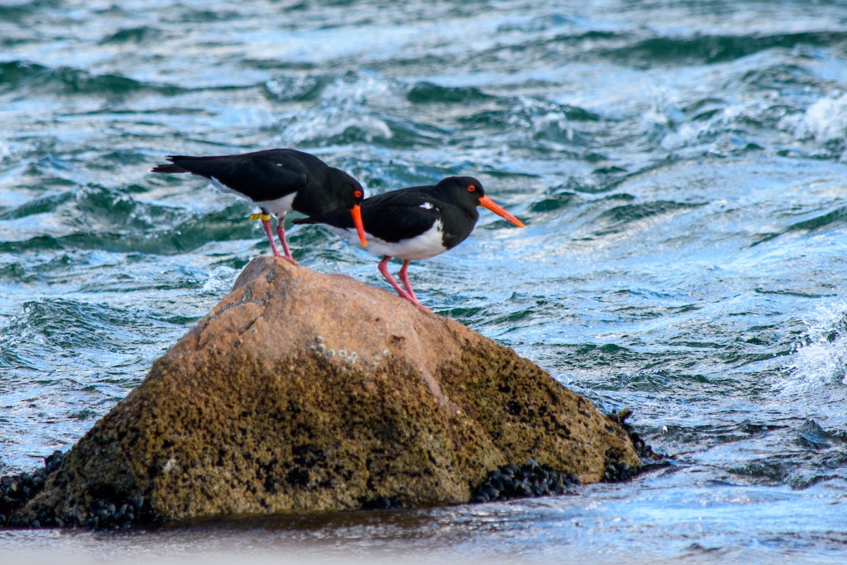 Pied Oystercatcher - ML623904818