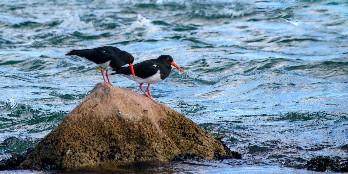 Pied Oystercatcher - ML623904819