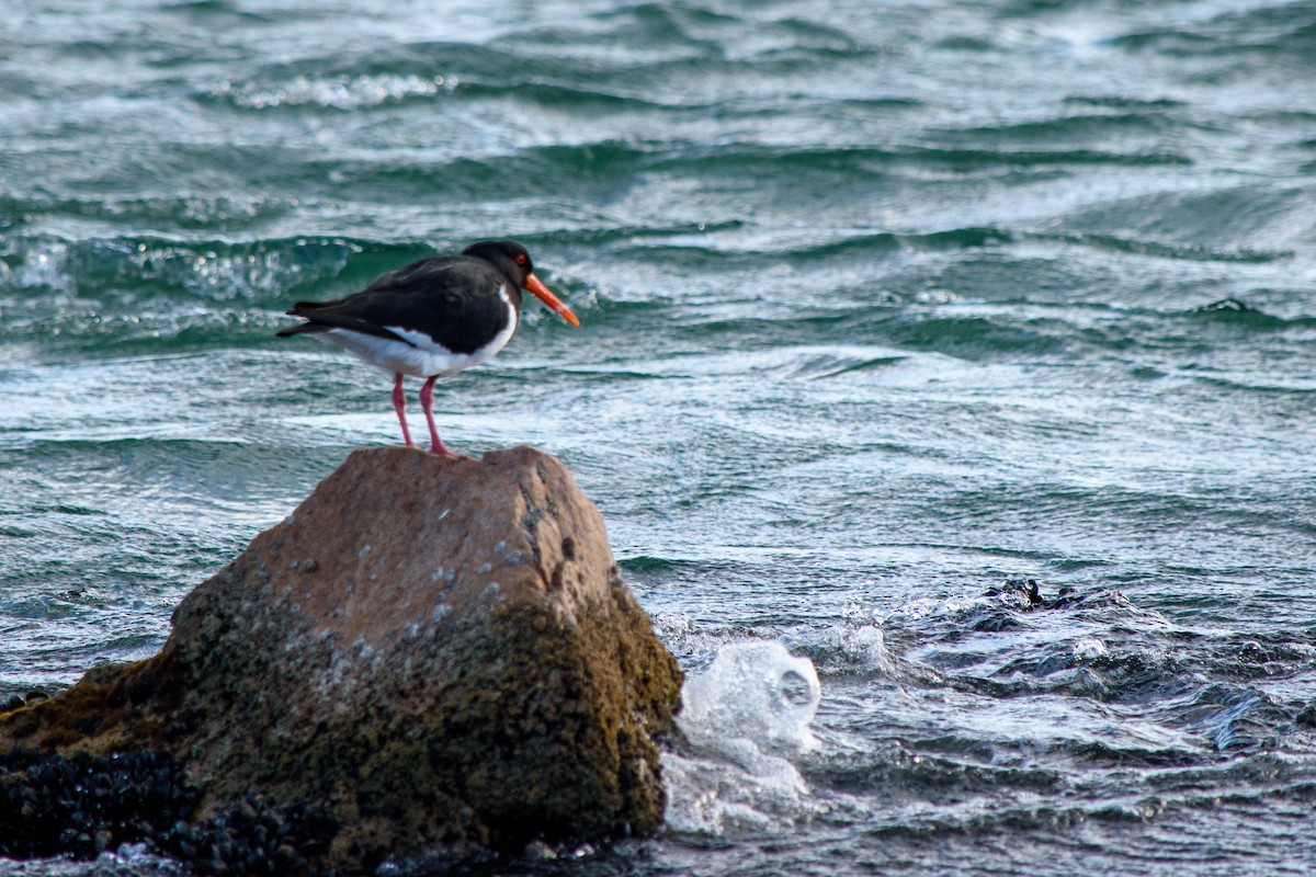 Pied Oystercatcher - ML623904820