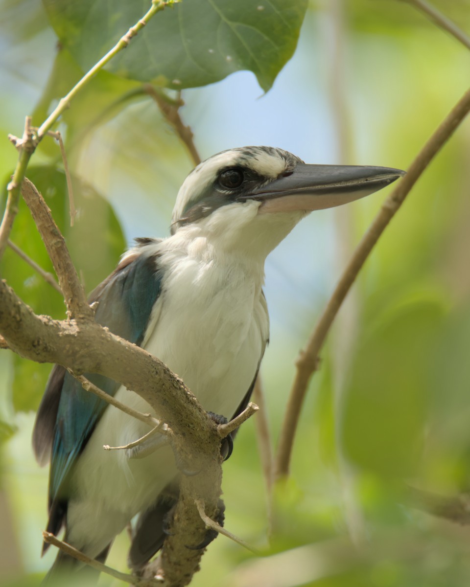 Mariana Kingfisher - ML623904828