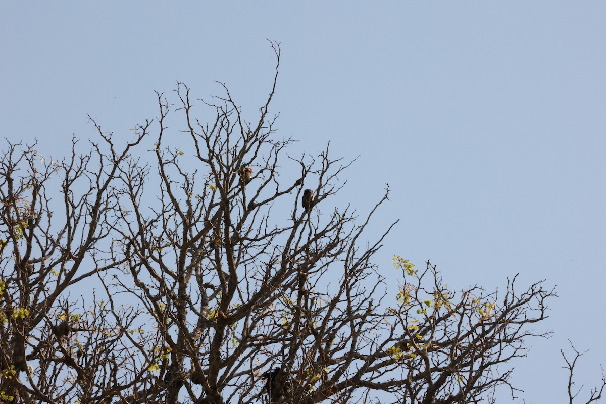 Retz's Helmetshrike - ML623904829