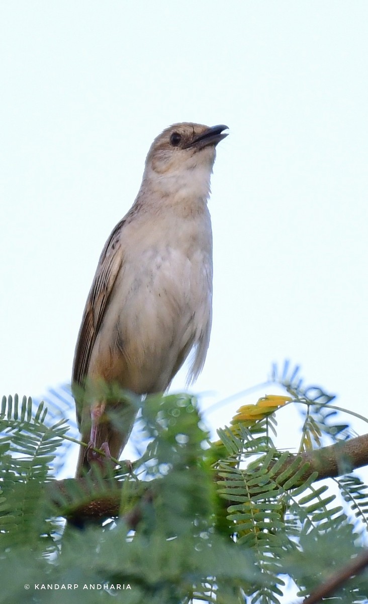 Bristled Grassbird - Kandarp  Andharia