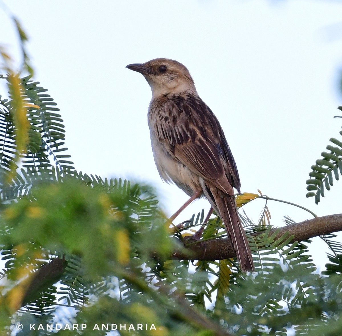 Bristled Grassbird - Kandarp  Andharia