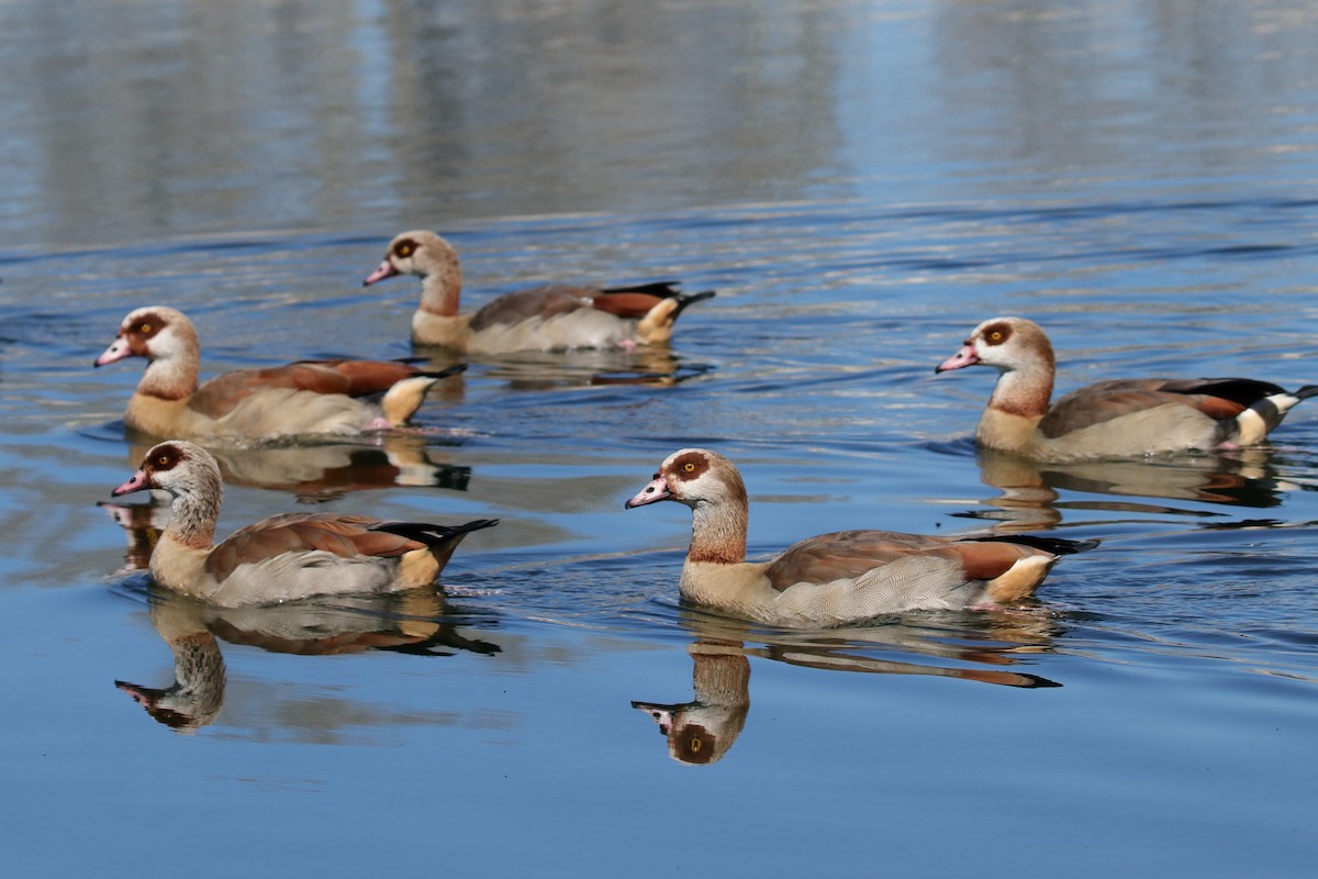 Egyptian Goose - ML623904872