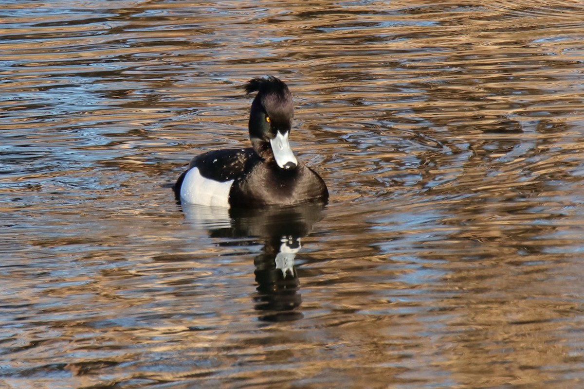 Tufted Duck - Antonio Espin Fernandez