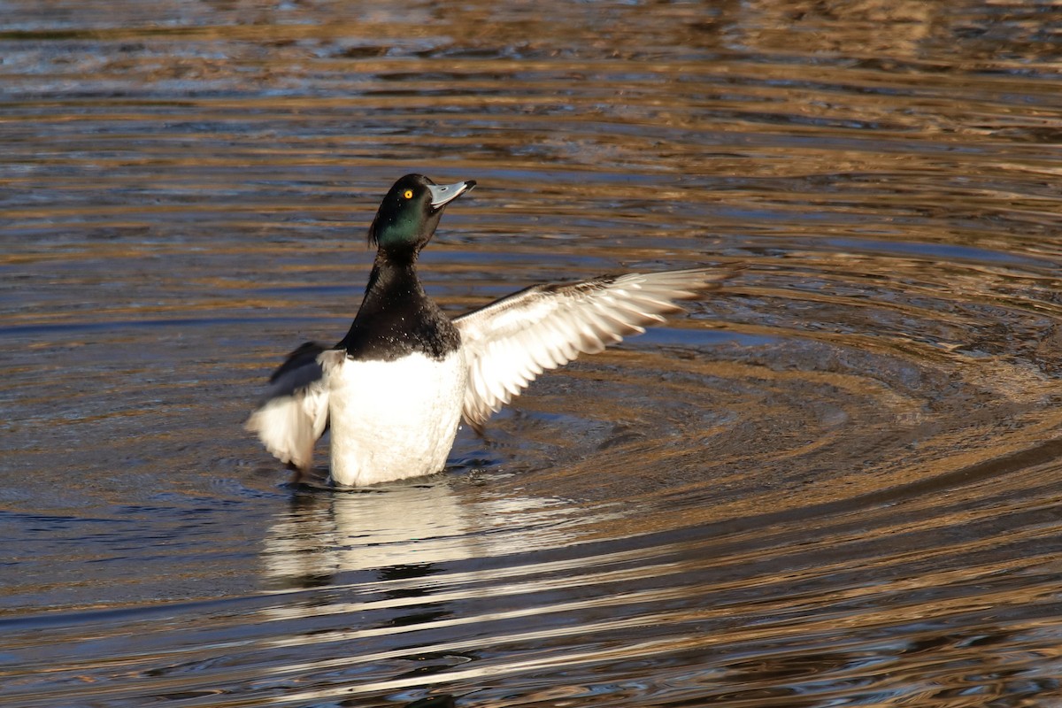 Tufted Duck - ML623904879