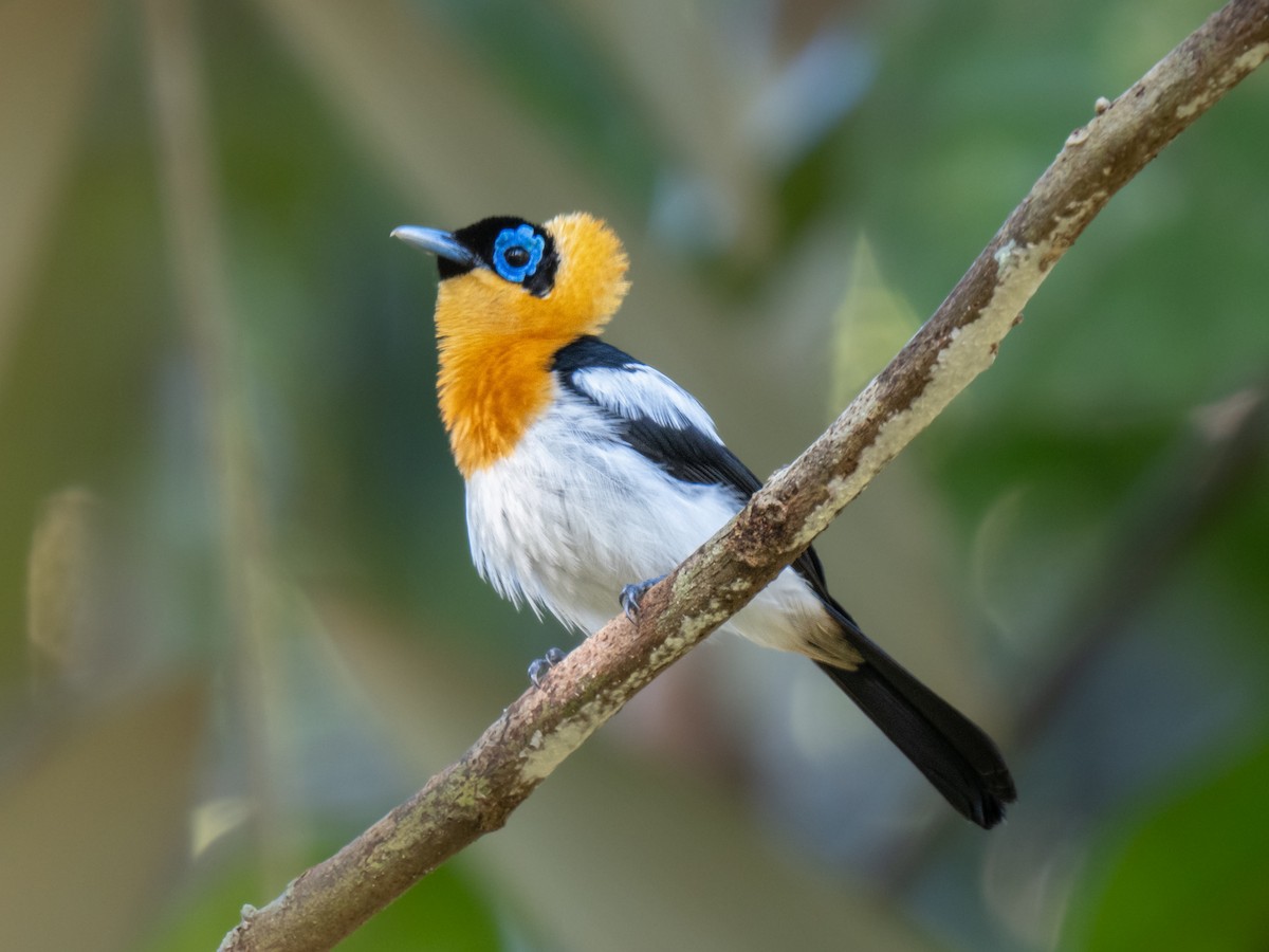 Ochre-collared Monarch - ML623904893