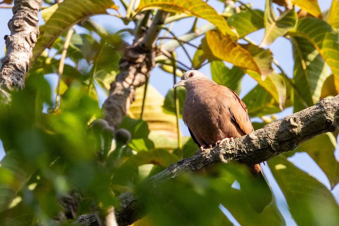 Ruddy Ground Dove - ML623904903