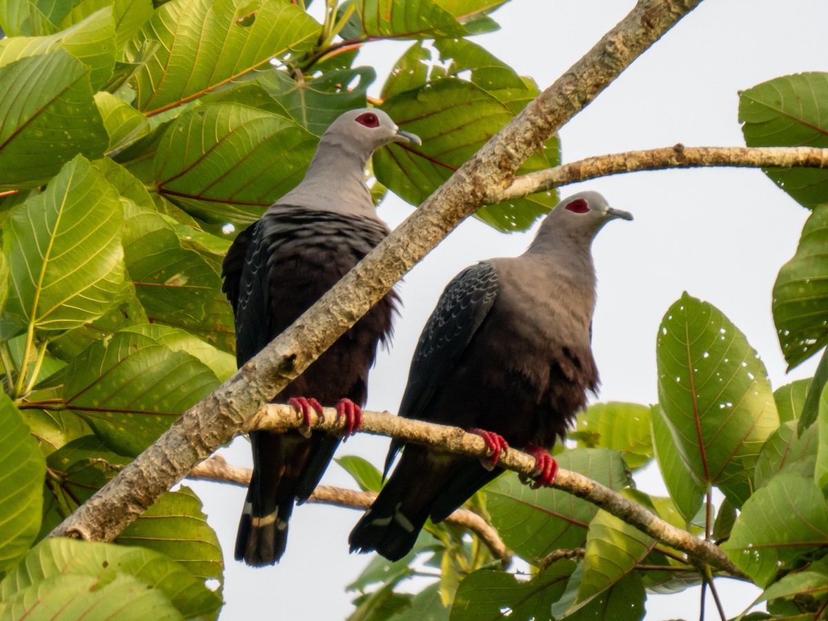 Pinon's Imperial-Pigeon - ML623904919