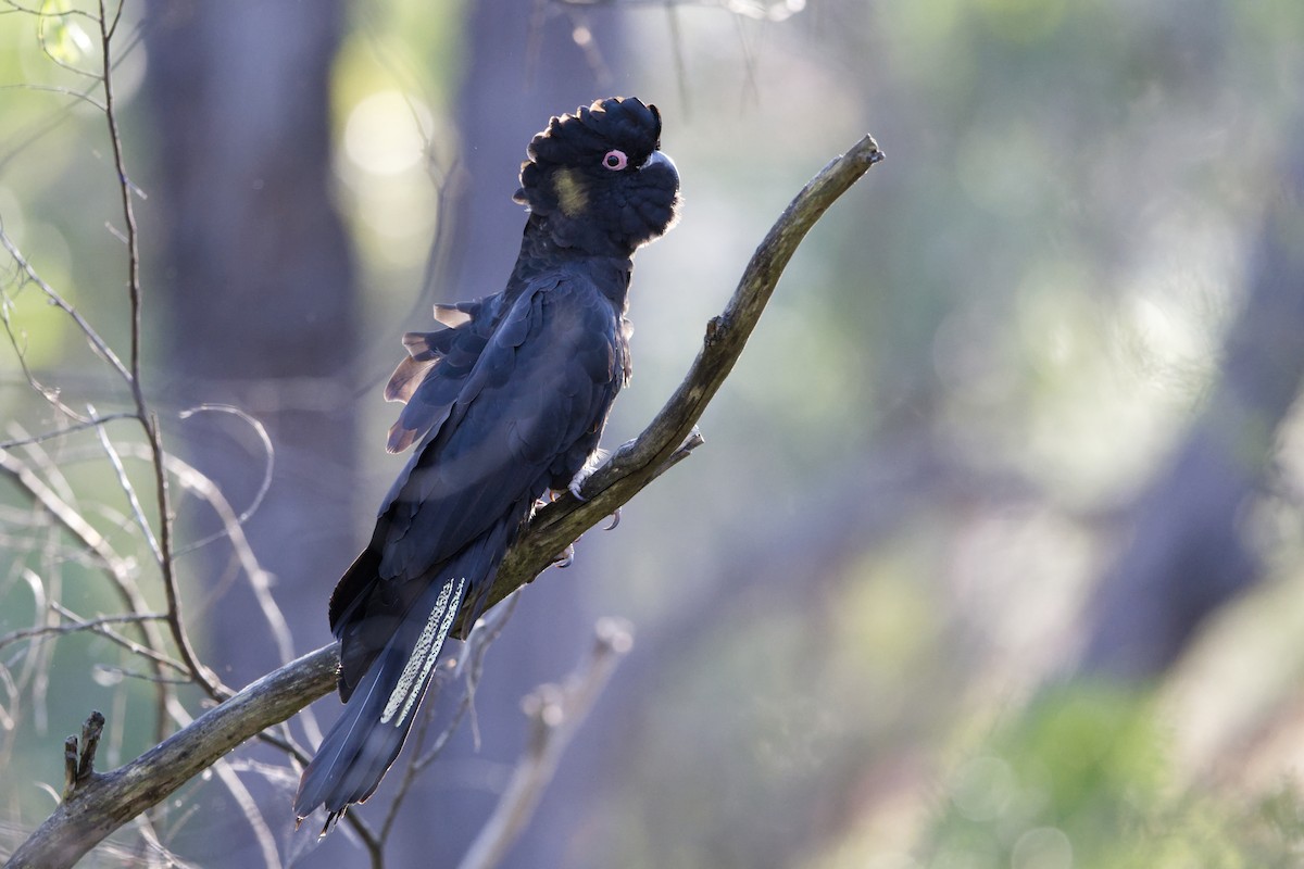 Yellow-tailed Black-Cockatoo - ML623904952