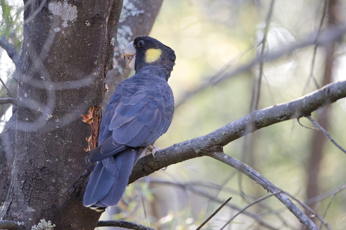 Yellow-tailed Black-Cockatoo - ML623904953