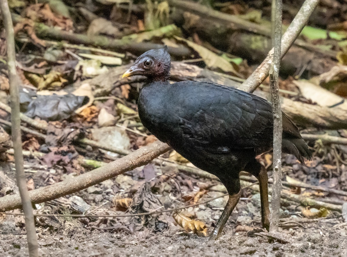 Talégalo de Freycinet - ML623904970