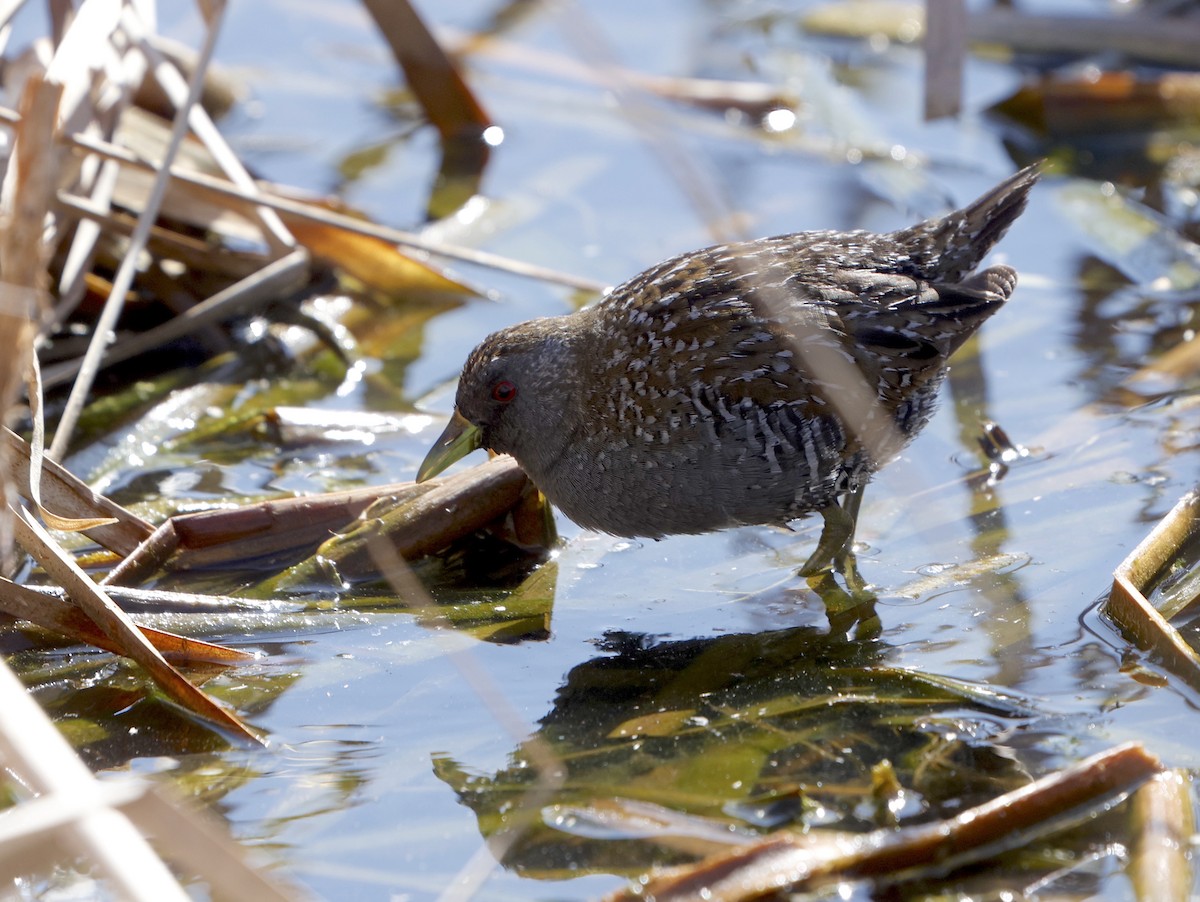 Australian Crake - ML623904999