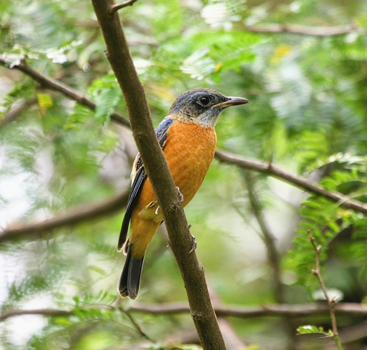 Blue-capped Rock-Thrush - ML623905007