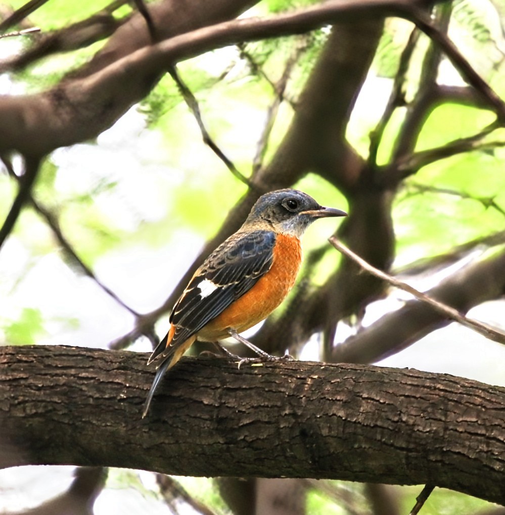 Blue-capped Rock-Thrush - ML623905010