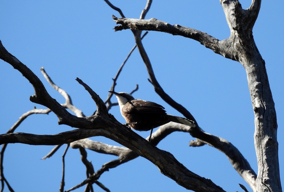 Gray-crowned Babbler - ML623905012