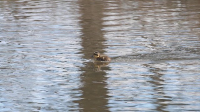 Canard à sourcils - ML623905014