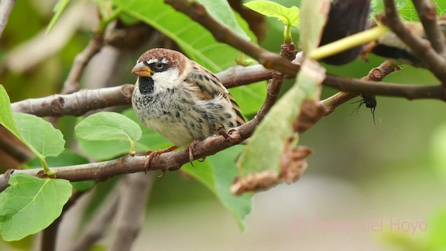 Spanish Sparrow - ML623905015