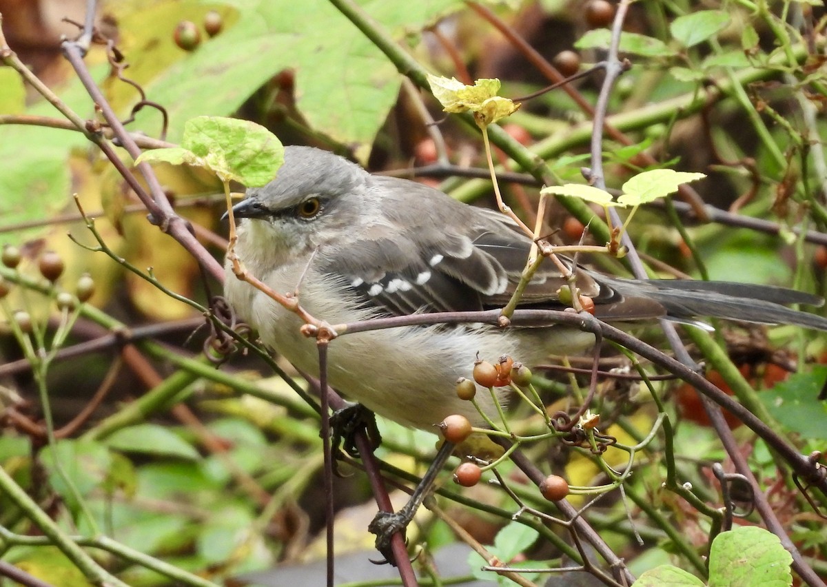 Northern Mockingbird - ML623905042