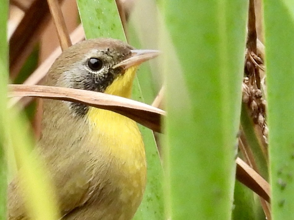 Common Yellowthroat - Stella Miller