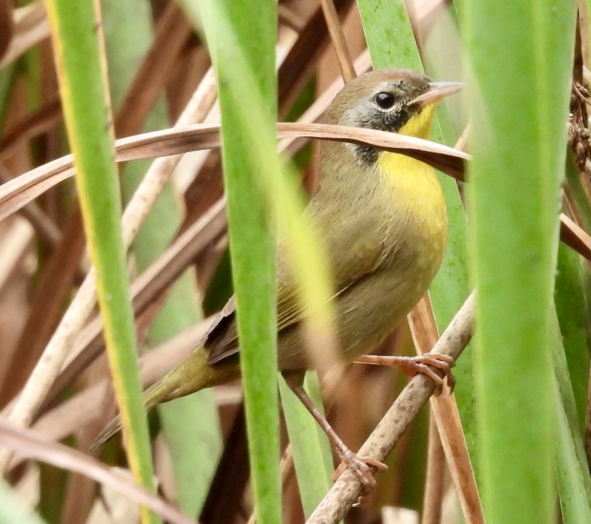 Common Yellowthroat - ML623905046