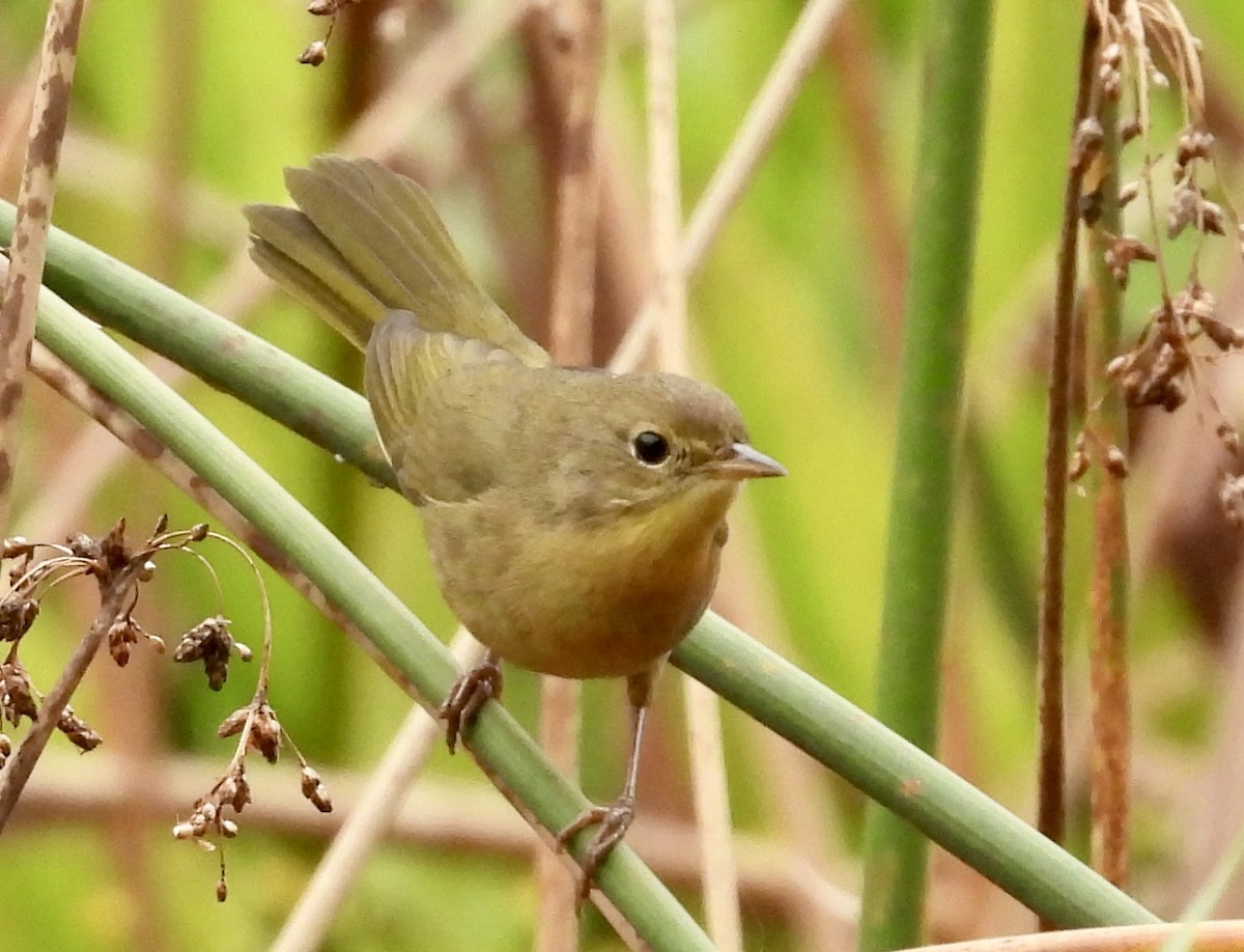 Common Yellowthroat - Stella Miller