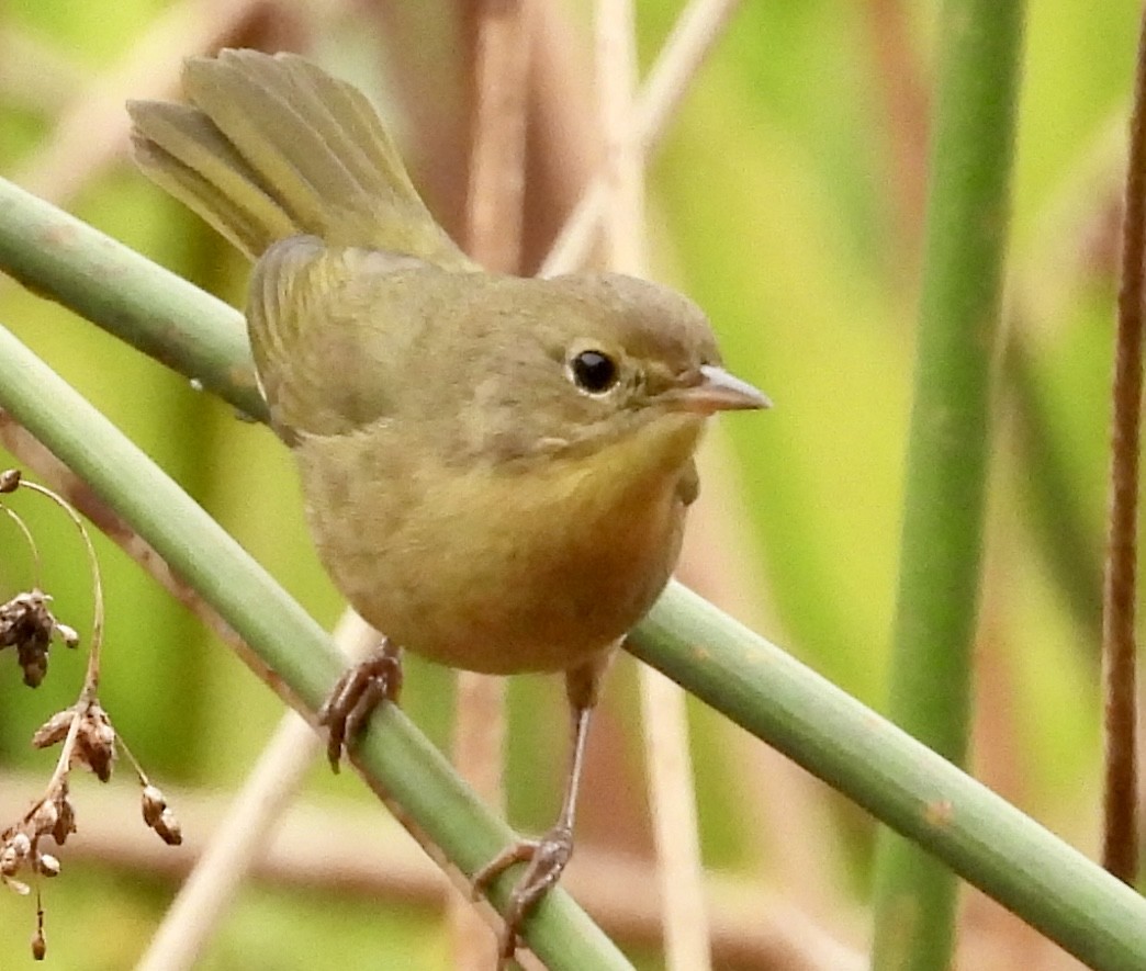 Common Yellowthroat - ML623905048