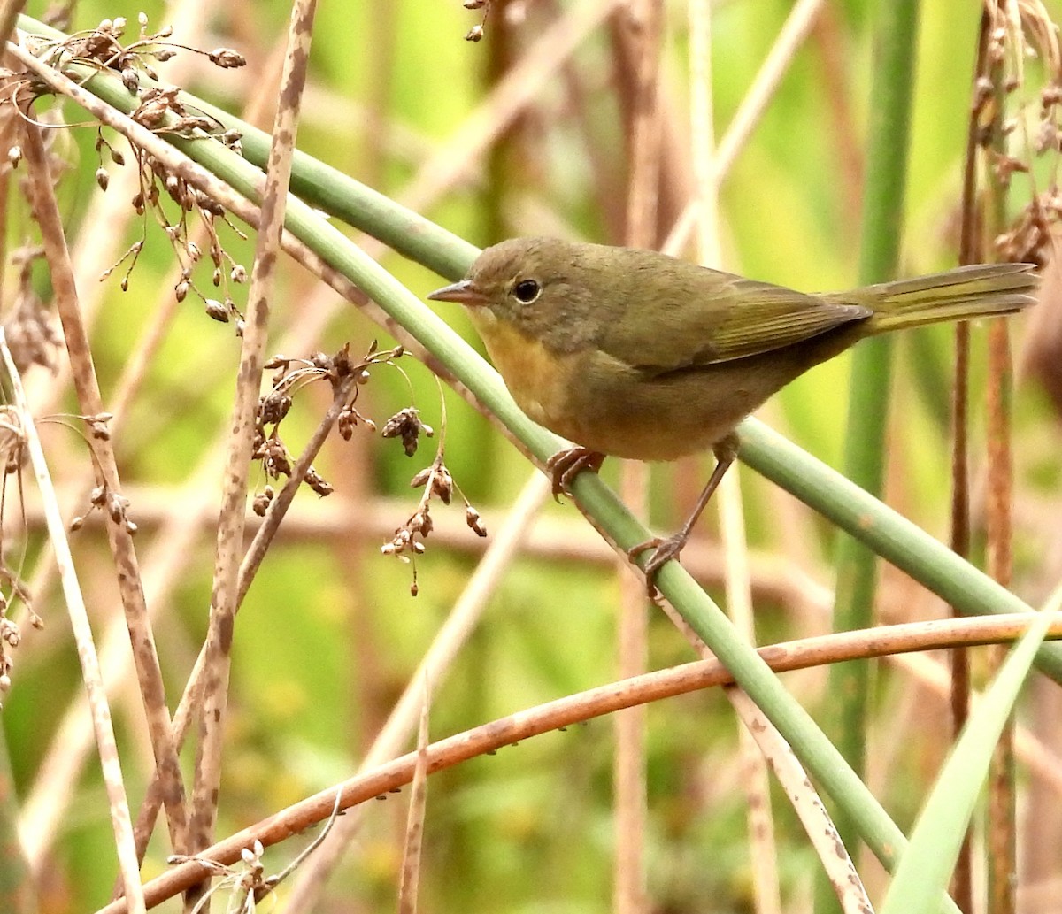 Common Yellowthroat - ML623905049