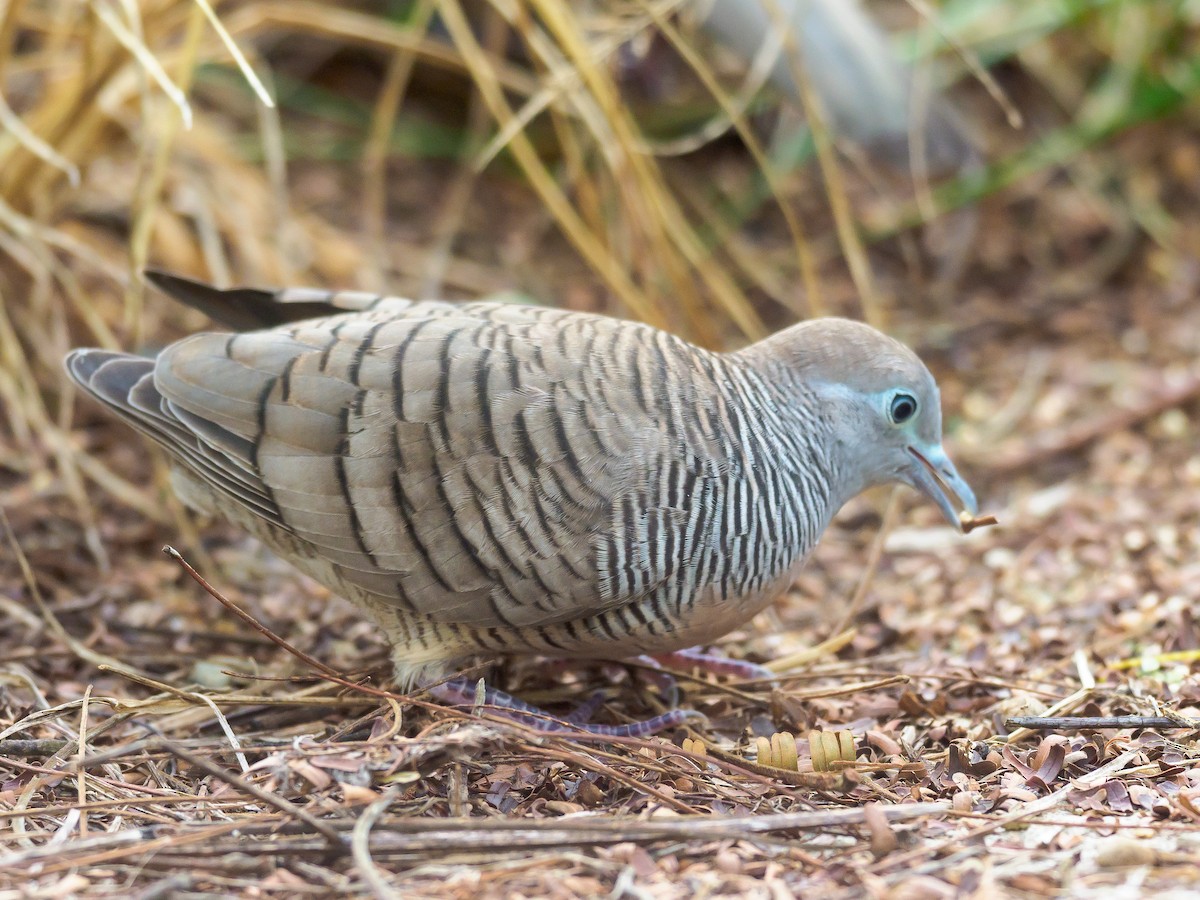 Zebra Dove - ML623905054