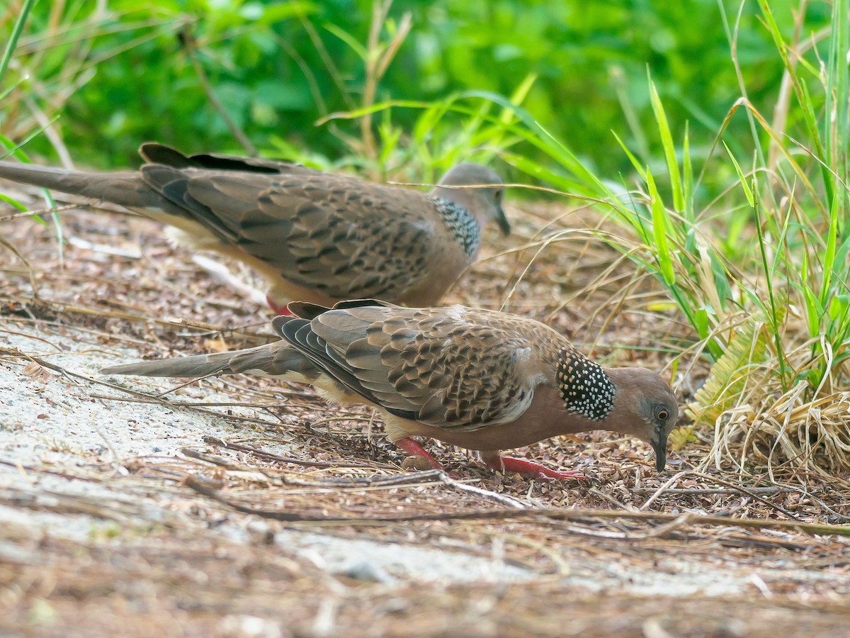 Spotted Dove - ML623905056