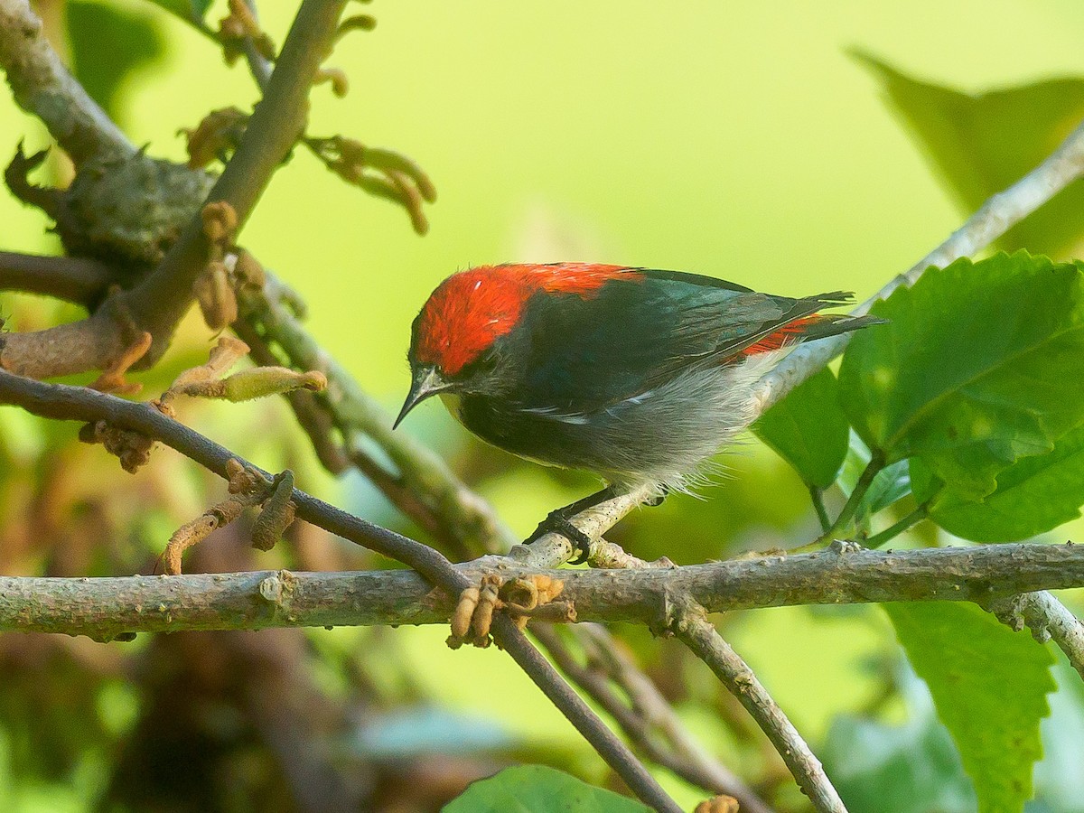 Scarlet-backed Flowerpecker - ML623905066