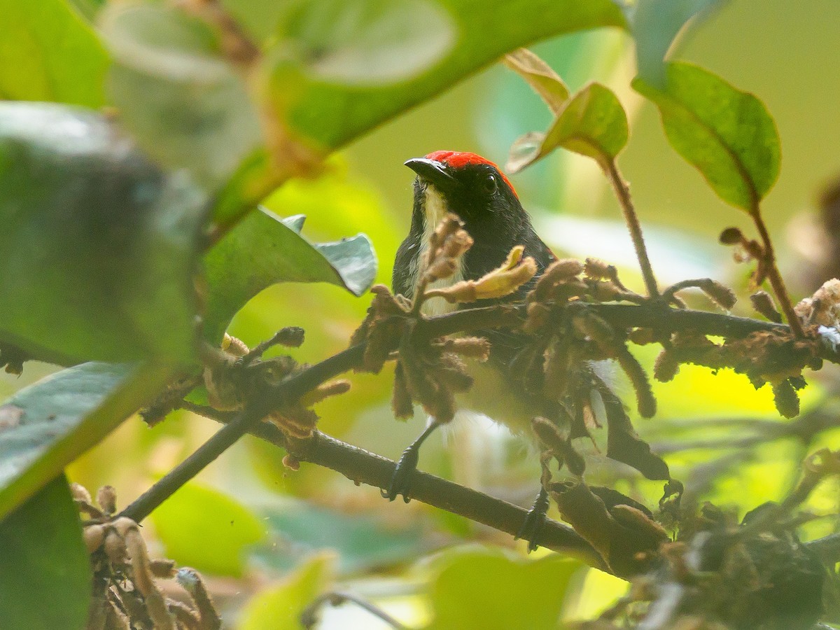 Scarlet-backed Flowerpecker - ML623905067