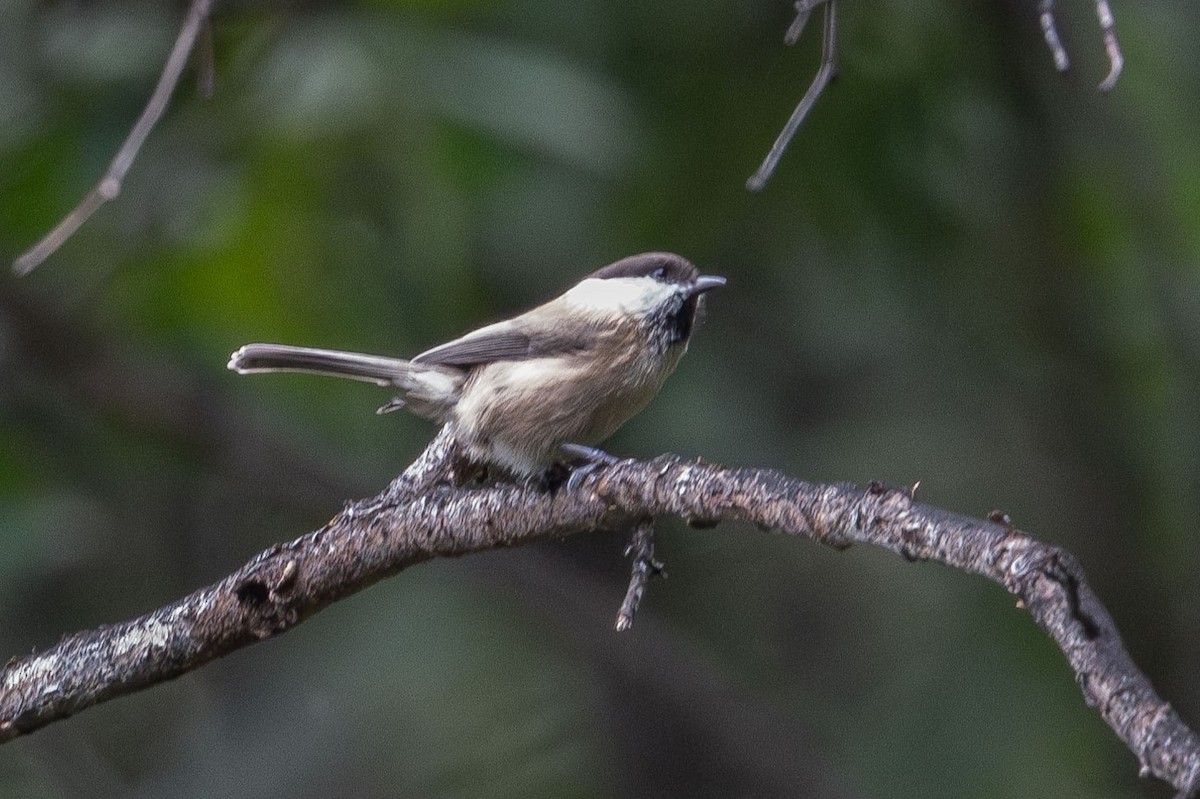 Willow Tit - ML623905096