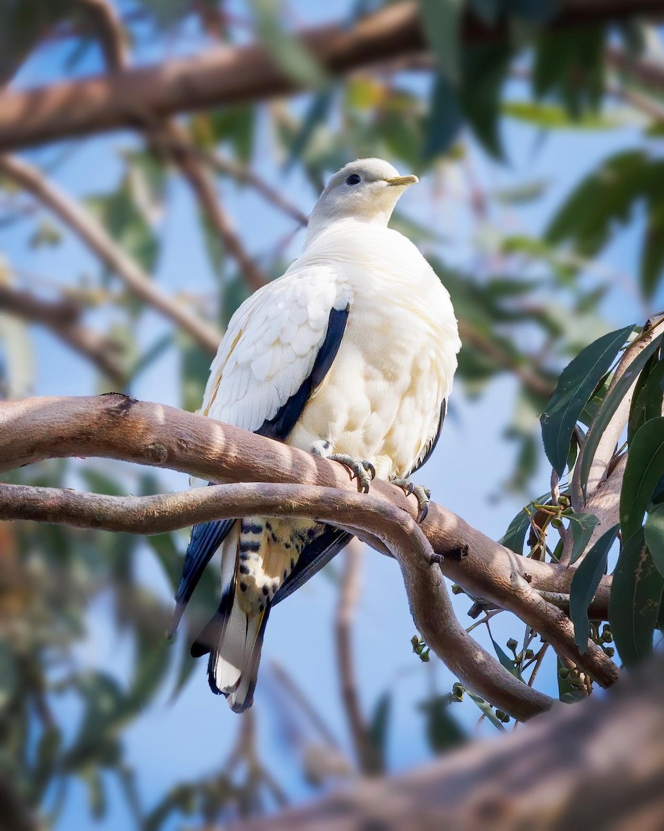 Torresian Imperial-Pigeon - ML623905121